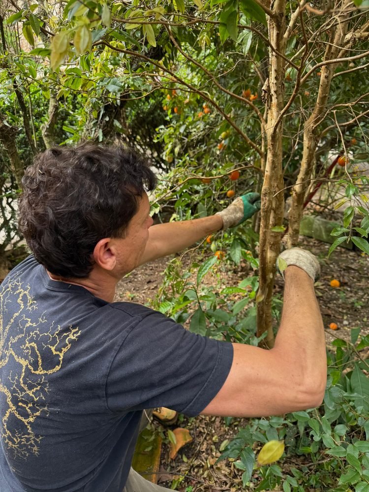 Poda de árvore cítrica com tesoura de jardinagem