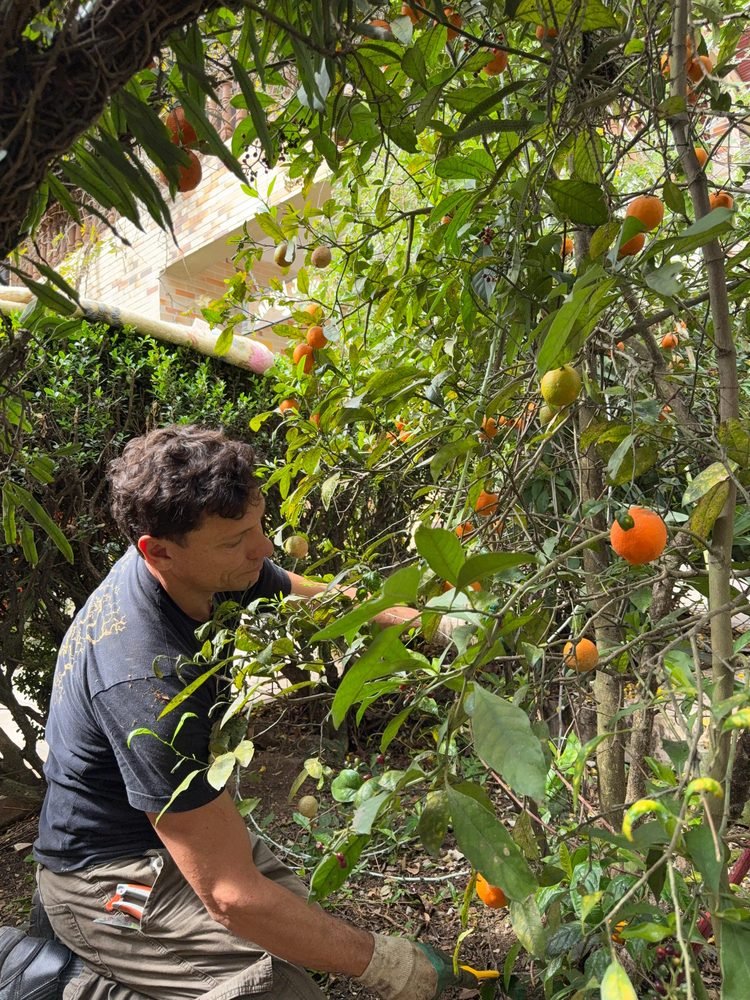 Poda de árvore frutífera carregada de laranjas